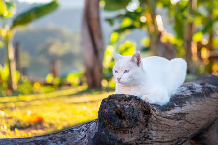 Cute white cat with blue eyes on a timber.の写真素材