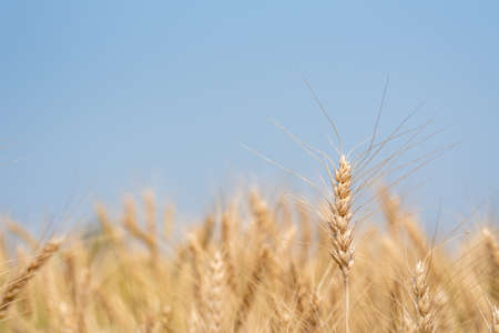Gold color ear of barley in organic barley field.