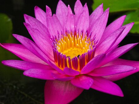 Pink Lotus, Thailand.の写真素材