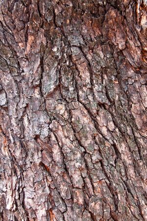 Old Tree.の写真素材