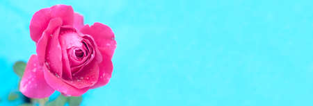 Banner with Purple fresh rose with drops on petals, on a turquoise background, selective focus.の写真素材