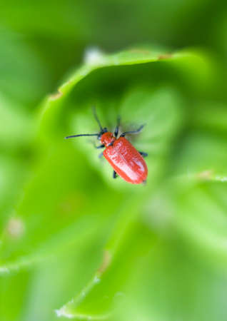 Lily Beetle on Lily, Lilioceris lilii, macro, selective focus