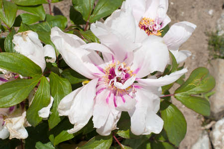 the gentle pink tree peony flower, disheveled petals, spring bloomの写真素材