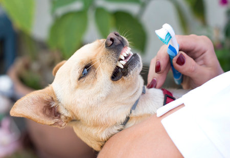 Veterinarian brushing dogs teeth with toothbrush, dental hygiene for dogsの写真素材