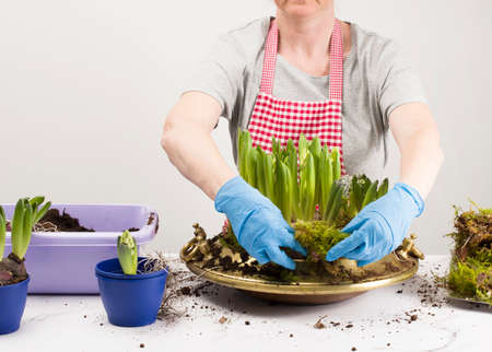 home gardening, hand planting spring flowers in a pot with soil.の写真素材