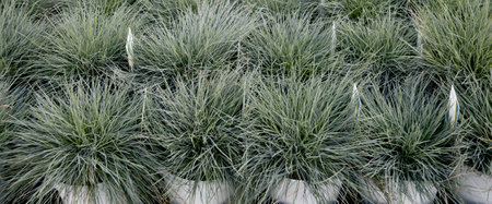 Seedlings in pots Blue fescue Intense Blue leaves Festuca glauca, bunnerの写真素材