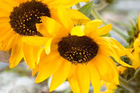 two large sunflowers close-up, beautiful yellow petals and a fluffy center of the flowerの写真素材
