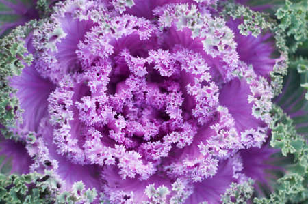 Decorative purple cabbage core with green leafs in a vegetable garden, flat lays close upの写真素材