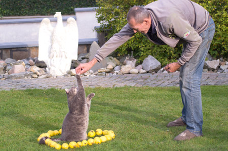 A gray cat gives a paw for a treat to a man in a gray jacket, around the cat is a heart of yellow quince fruitsの写真素材