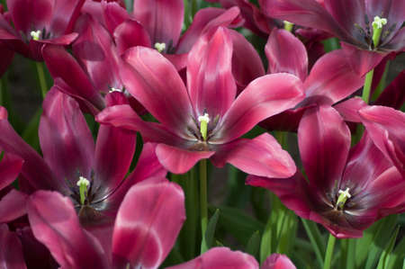 Vibrant dark purple open tulips, close up, natural backgroundの写真素材
