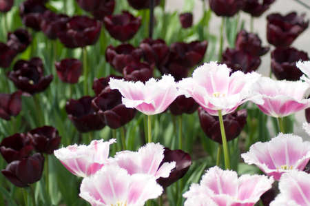 close-up deep purple and light pink open tulips, natural backgroundの写真素材