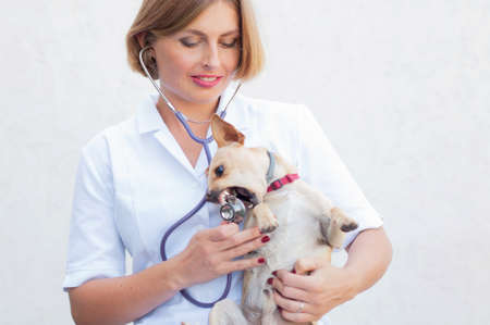 young girl veterinarian wants to listen to the lungs of dogs on examination, chihuahua tries to bite...