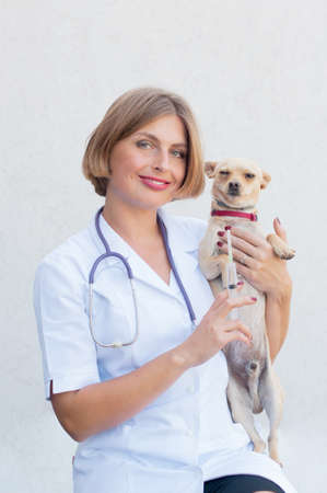 a young girl veterinarian is preparing to give a vaccine to a dog, a chihuahua looks very suspicious at a syringeの写真素材