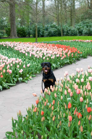 young rottweiler sits among colorful tulips in the park, natural backgroundの写真素材