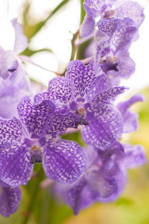 Close-up of purple branch wanda orchid in a green house with vibrant plants and nature.