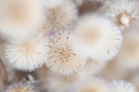 dry bouquet of flowers close-up with blur fluffy heads with wildflower seeds