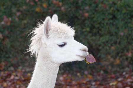 portrait of a white llama with a tousled mane holding an aspen leaf in his mouthの写真素材