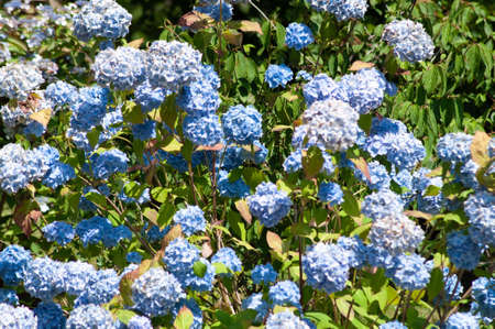 a large bush of blue hydrangea in the bright rays of the sun on a summer day