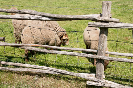 brown sheep graze on an open green meadow in a farming area, rural life,の写真素材