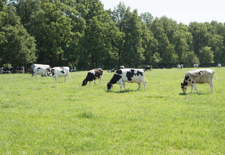 black and white cows graze in a meadow on a sunny summer day, eat green grass