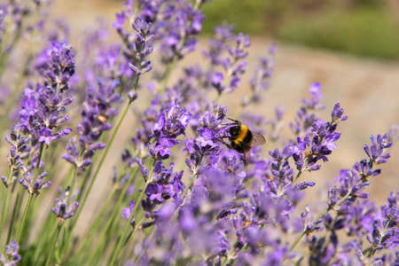 striped bumblebees and bees collect nectar and pollinate purple lavender flowersの写真素材