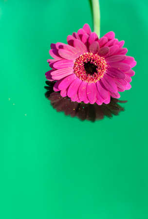 one purple gerbera on neon green background, close angle, spring mood, flower
