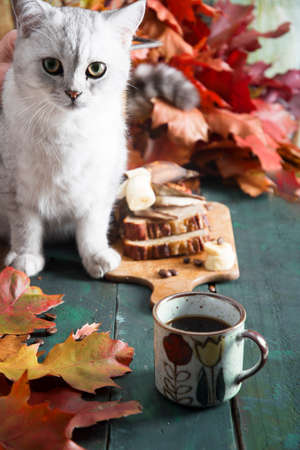 a curious kitten sits on a table with a banana pie against bright autumn leaves,の写真素材