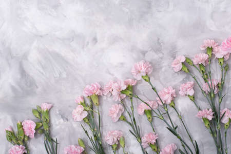 loose pink carnations scattered on cement background, spring holidays, valentineの写真素材