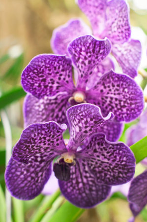 close up branch of purple orchid wanda with selective focus, exotic plantの写真素材