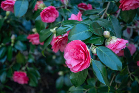 Purple pink color of camellia flower head in early spring in garden, blurredの写真素材