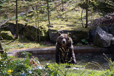 a brown bear swims in a swimming pool on a sunny spring day in the green zoo