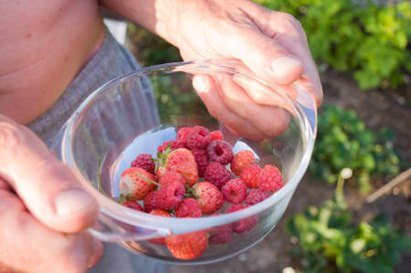 male hands hold a cup of assorted ripe fruits, the first harvest of red berries