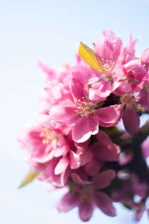 Decorative red apple tree flowers blossoming at spring time, floral background