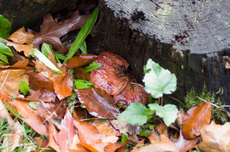 Liver fungus on an old rotten stump, autumn mushroom harvest