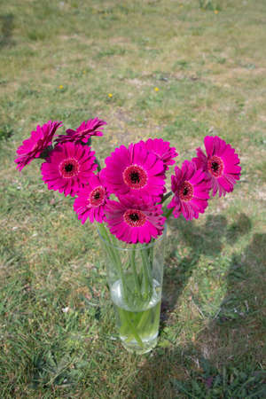 Bouquet of purple gerberas, close angle, spring mood, flower background, gift