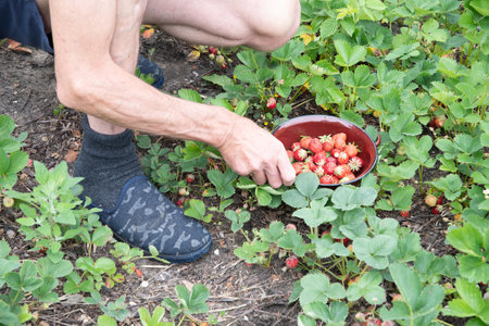 man picks strawberries in his palm, a summer harvest of berries, fruit picking,の写真素材