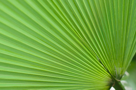 abstract texture Fans of light green palm leaf, natural leafy background