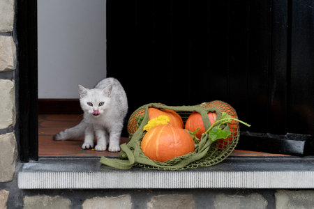 small kitten stands near a grid with orange ripe pumpkinsの写真素材