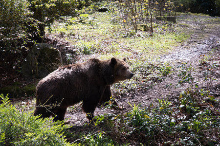 a brown bear walks along a path among the bushes, a sunny spring day