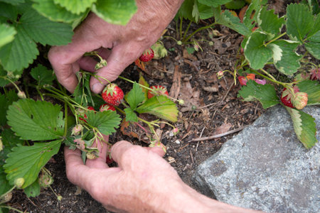 man picks strawberries in his palm, a summer harvest of berries, fruit picking,の写真素材
