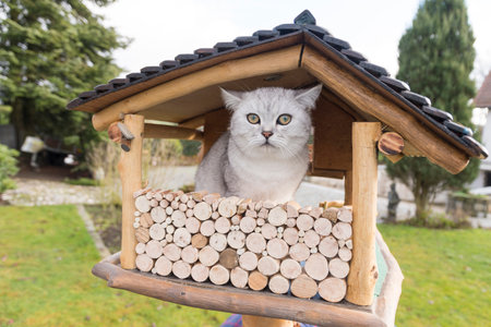 The cat is sitting in the birdhouse,The kitten watches,waits and hunts for birdsの写真素材