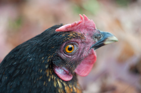 close-up portrait of a black hen, a surprised hen looks with an orange eyeの写真素材