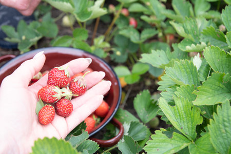 Ripe strawberries on a womans palm, berry harvest, fruit picking, summer foodの写真素材