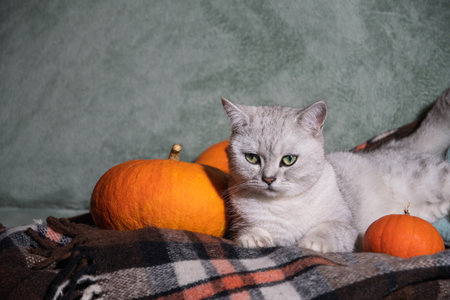 gray Scottish kitten on a plaid blanket on a sofa surrounded by orange pumpkinsの写真素材