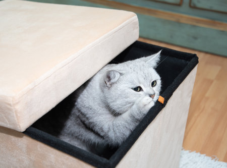 gray Scottish kitten with green eyes wants to eat treat and looks out of the boxの写真素材