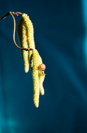small snail on hazelnut catkins on a blue background insect closeup
