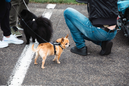 Genk, BELGIUM, August 18, 2021: People walking with their dogsのeditorial素材