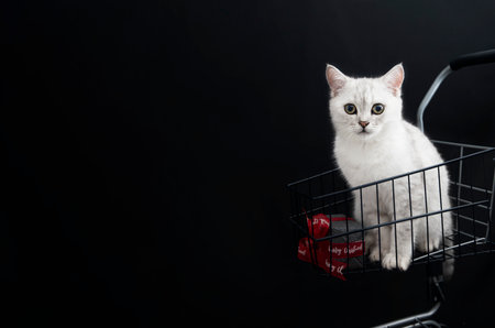 small scottish kitten in a shopping cart along with christmas gift boxesの写真素材