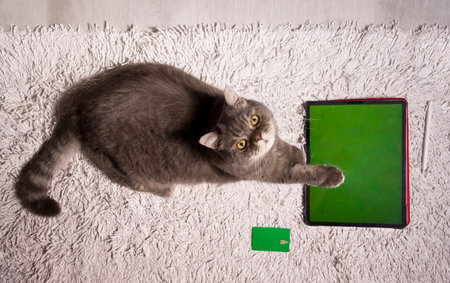 pet playing game on tablet with green screen,cat sitting on table next a tabletの写真素材