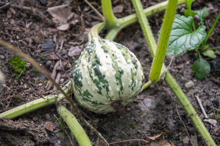 green white pumpkin hanging on a stem with large green leaves ,autumn harvestの写真素材